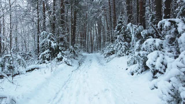 冬天的森林里，树上积了很多雪，结了霜，白天，飞上一架无人机，俯视被雪覆盖的树木视频素材