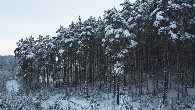 冬天的森林里，树上积了很多雪，结了霜，白天，飞上一架无人机，俯视被雪覆盖的树木视频素材