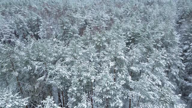 冬天的森林里，树上积了很多雪，结了霜，白天，飞上一架无人机，俯视被雪覆盖的树木视频素材