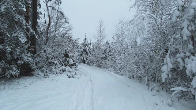 冬天的森林里，树上积了很多雪，结了霜，白天，飞上一架无人机，俯视被雪覆盖的树木视频素材