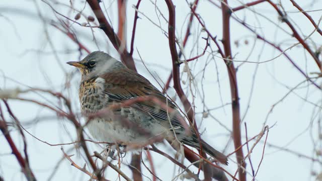 野鸟(Turdus pilaris)坐在灌木丛上休息。视频素材