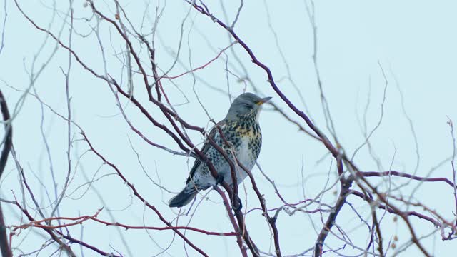 鸟-田野fare (Turdus pilaris)坐在灌木上休息。视频素材