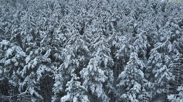 冬天的森林里，树上积了很多雪，结了霜，白天，飞上一架无人机，俯视被雪覆盖的树木视频素材