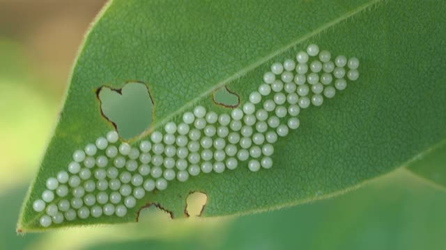 珊瑚虫的卵视频素材