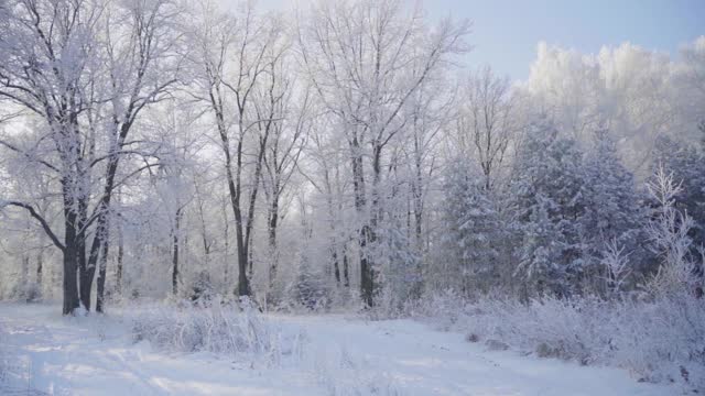 冬天仙女森林里的树木被冰雪覆盖视频素材