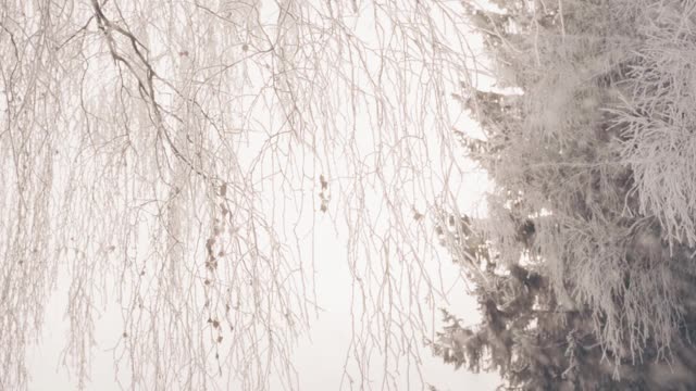 冬天仙女森林里的树木被冰雪覆盖视频素材