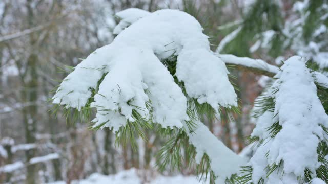 雪后云杉的树枝。从云杉树枝上飘落的雪花。雪后的森林景观视频素材