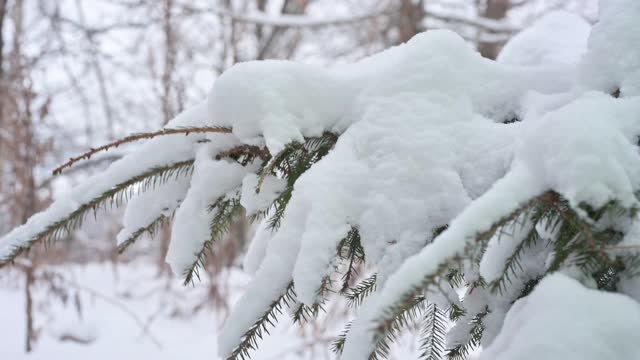 雪后云杉的树枝。从云杉树枝上飘落的雪花视频素材