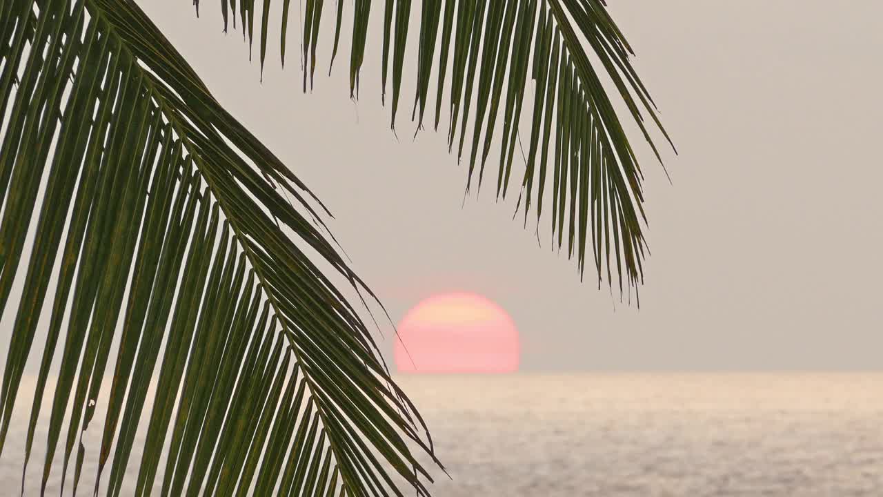 海面日落和棕榈叶的前景视频素材