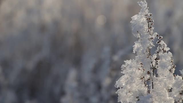 早晨新鲜的霜视频素材