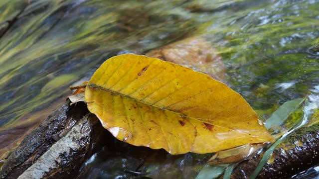 秋叶在流水中流淌视频素材