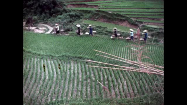 Seq。在中国农村，人们给稻田施肥;1973视频素材