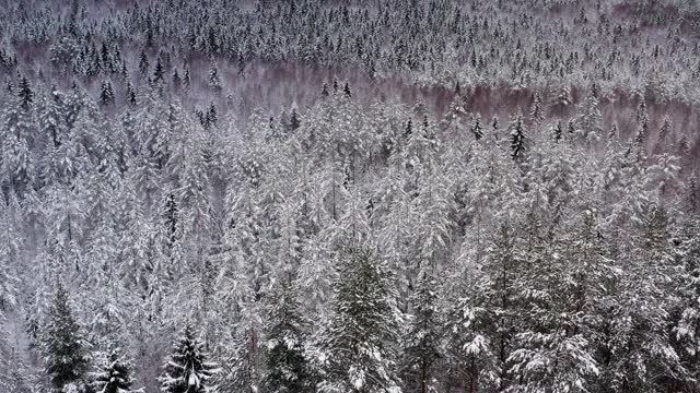 无人机飞越雪域森林，俯视雪峰上的树木视频素材