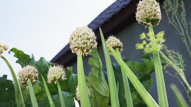 青葱生长在土壤的床上。在有机农场种植蔬菜视频素材