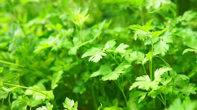 香菜植物的叶子生长在花园里。绿色香菜的叶子蔬菜的食物配料视频素材