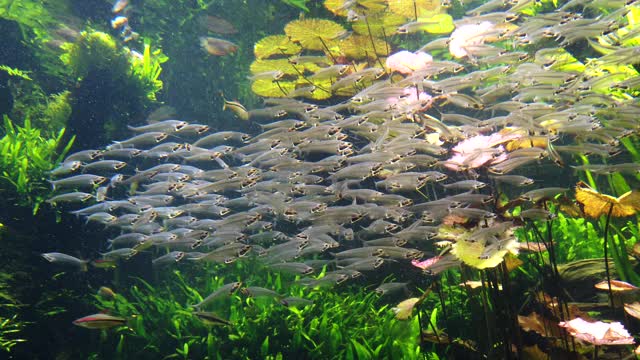 一群透明的鱼和玻璃或鬼鲶鱼在水族馆游泳视频素材