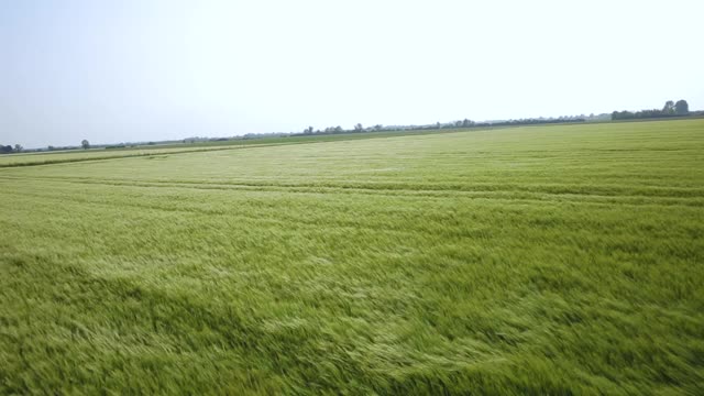 空中飞过有风的田野视频素材