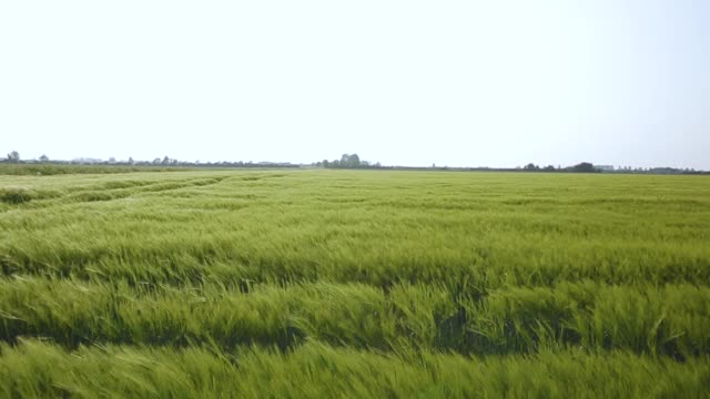 空中飞行穿过风田视频素材