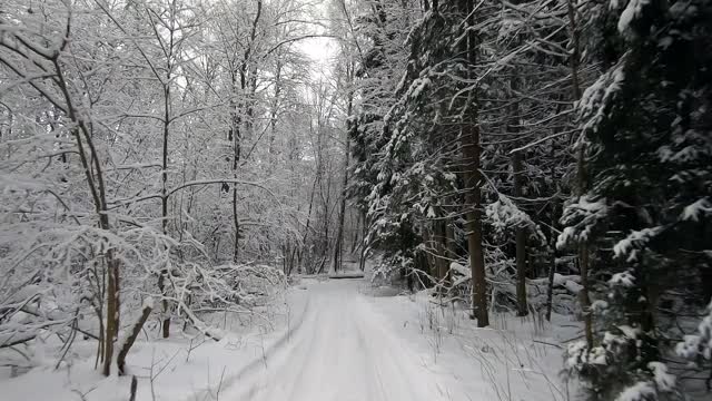 POV旅行的越野车通过冬天的森林。美丽的雪林景观在冬天。在冬天开车旅行视频素材