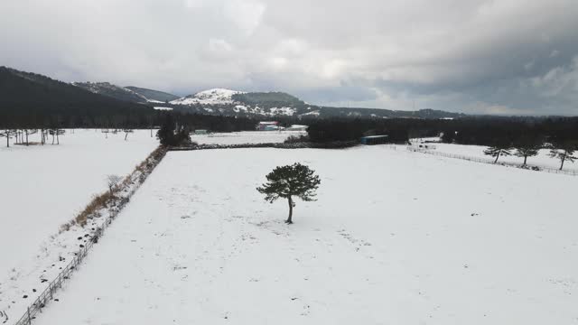 雪景的田野和树/济州岛，韩国视频素材