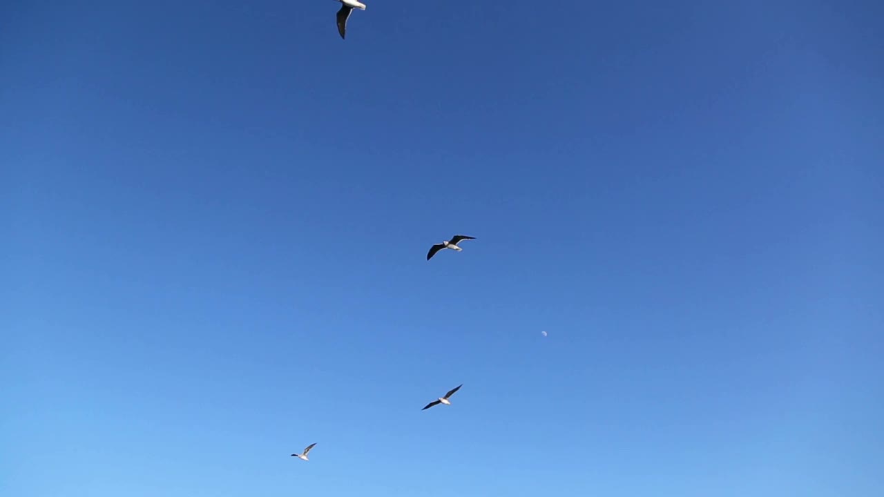 一群海鸥在蓝天上飞翔视频素材