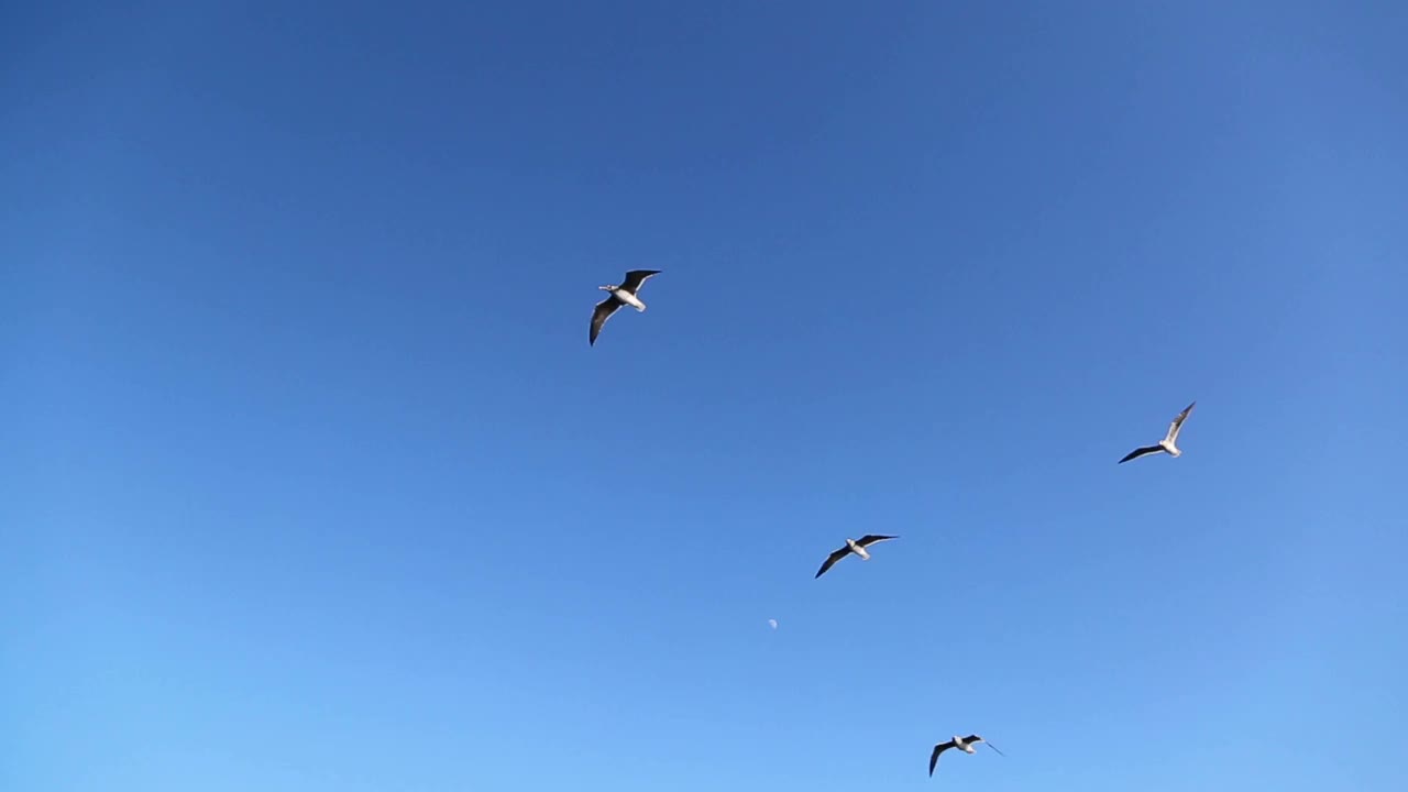 一群海鸥在蓝天上飞翔视频素材