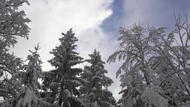 云在被雪覆盖的树后面移动视频素材