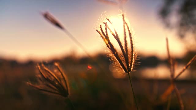 夕阳的光芒穿过红彤彤的草地。视频下载