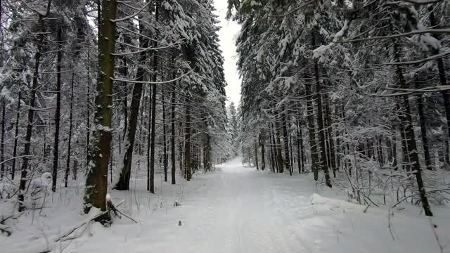 POV旅行的越野车通过冬天的森林。美丽的雪林景观在冬天。在冬天开车旅行视频素材