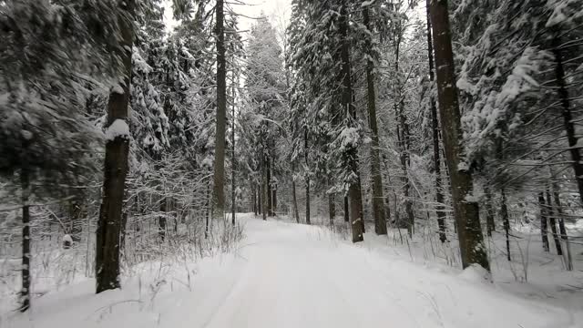 POV旅行的越野车通过冬天的森林。美丽的雪林景观在冬天。在冬天开车旅行视频素材