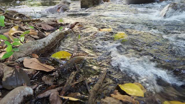 秋叶在流水中流淌视频素材