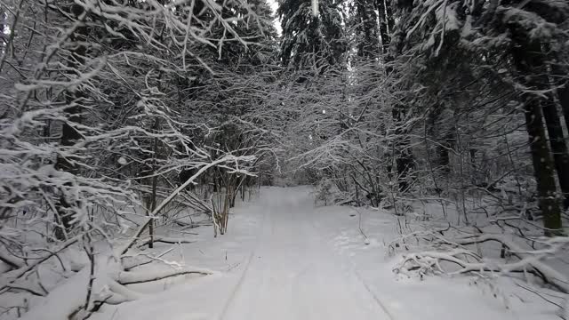 POV旅行的越野车通过冬天的森林。美丽的雪林景观在冬天。在冬天开车旅行视频素材