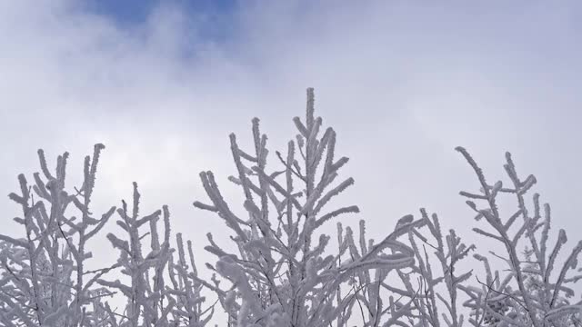 被雪覆盖的植物和移动的云视频下载