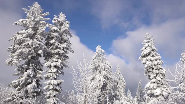 在移动的云前面，白雪覆盖着树木视频下载