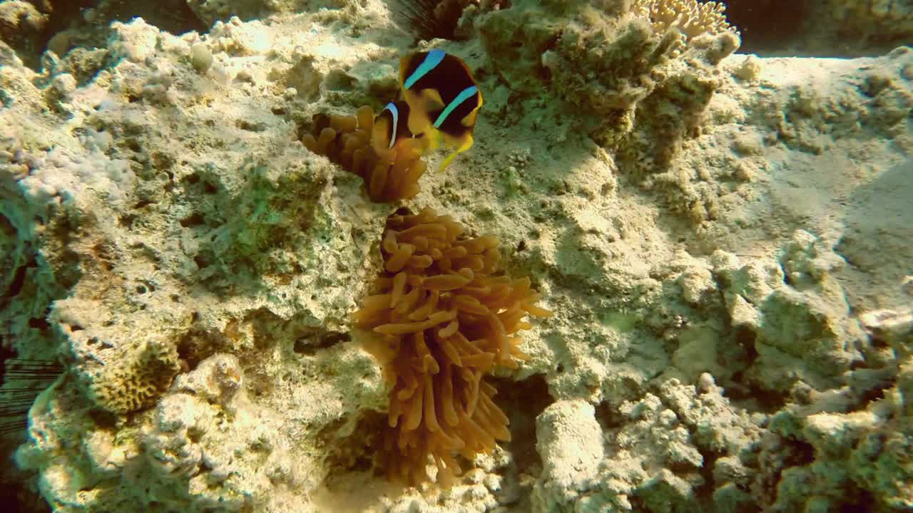 小丑鱼和海葵在红海的珊瑚礁上栖息视频素材