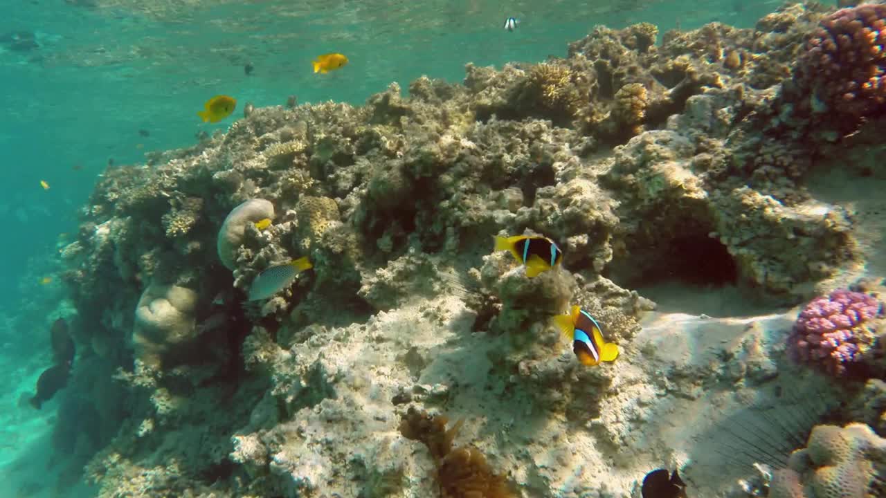 小丑鱼和海葵在红海的珊瑚礁上栖息视频素材