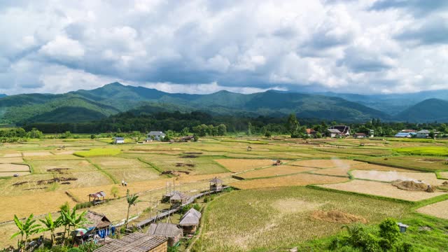 美丽的稻田农场在Pua地区在收获季节与Doi Phu Kha山的背景，南省，泰国-时间流逝视频素材