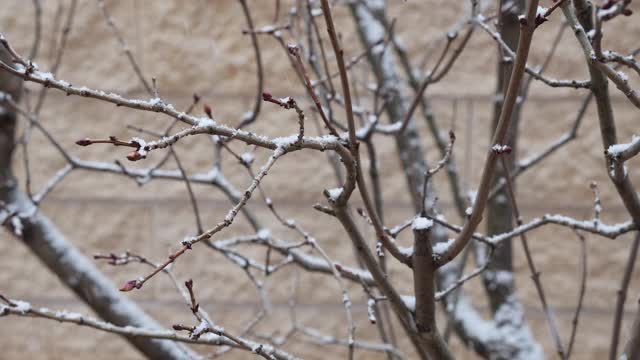 冬天下雪的时候树枝上有雪视频素材