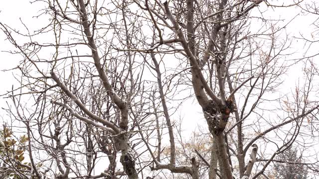 在冬天下雪时树枝上布满雪的树视频素材