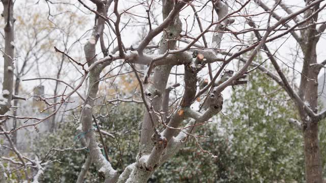 树与雪在一个环境，它是下雪的冬天视频素材