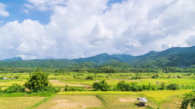 美丽的稻田农场在Pua地区在收获季节与Doi Phu Kha山的背景，南省，泰国-时间流逝视频素材