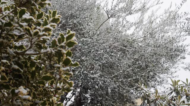 冬天下雪时叶子满是雪的圣诞冬青树视频素材