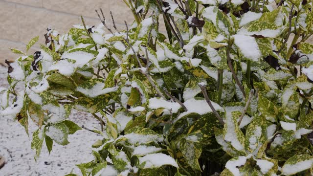 冬天下雪的时候，树枝上满是绿色的叶子视频素材