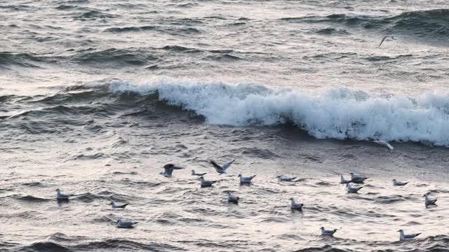 海鸥在慢镜头中与大浪嬉戏视频素材