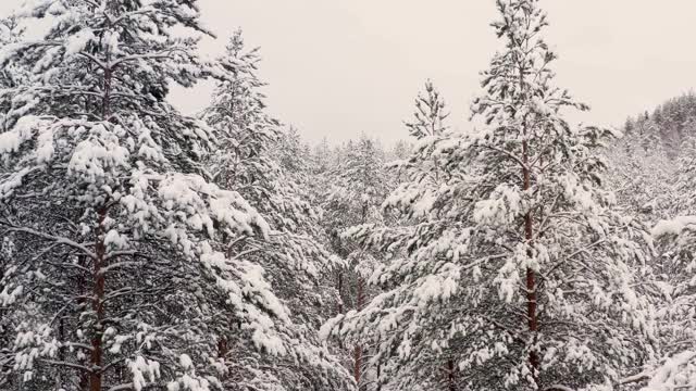 无人机飞过雪林，树木在皑皑白雪下翱翔视频素材