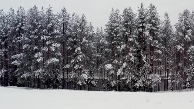 无人机飞过雪林，树木在皑皑白雪下翱翔视频素材