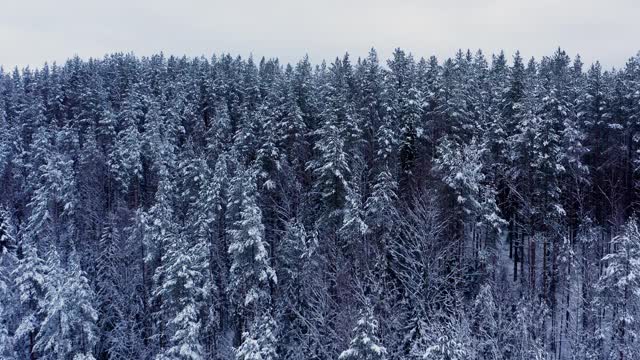 无人机飞过雪林，树木在皑皑白雪下翱翔视频素材