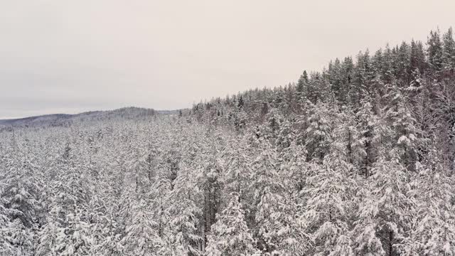 无人机飞过雪林，树木在皑皑白雪下翱翔视频素材