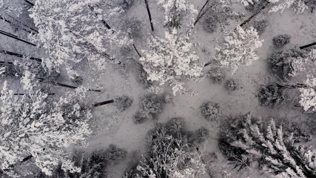 雪域森林中，无人机倾斜向上飞过树木、山峰和地面视频素材