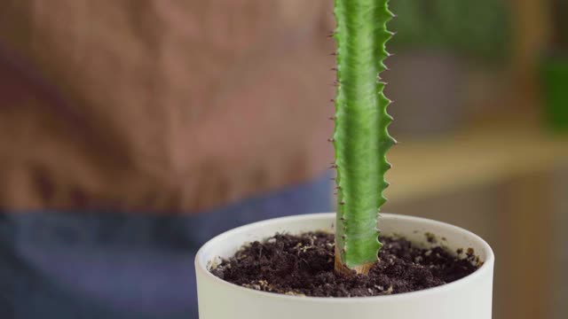 女性双手移栽房屋植物到一个新的花盆近处视频素材